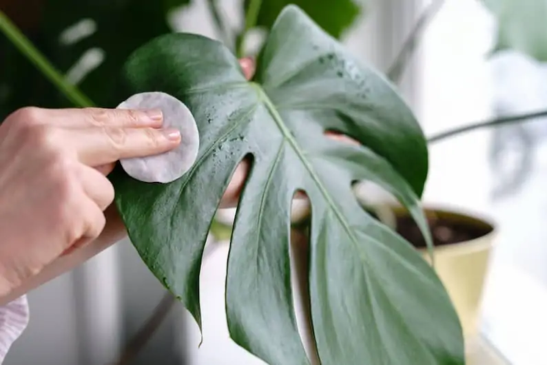 clean monstera leaves