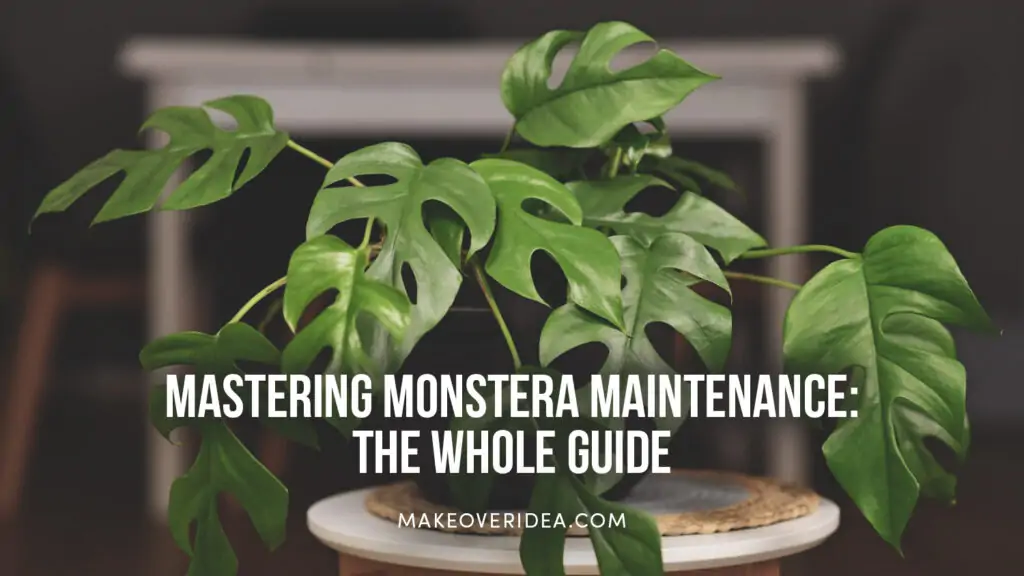 how to care monstera