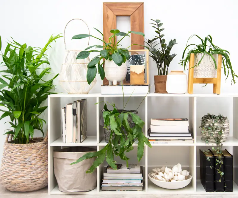 plants bookshelf