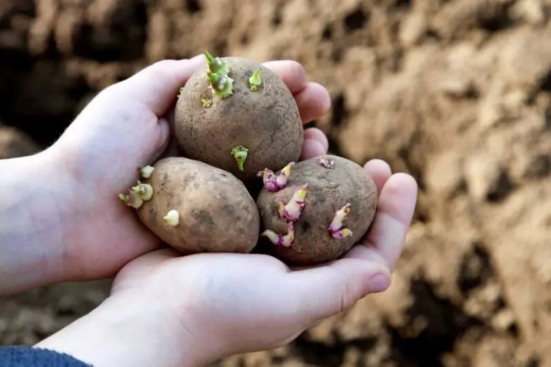 Planting Sprouted Potatoes
