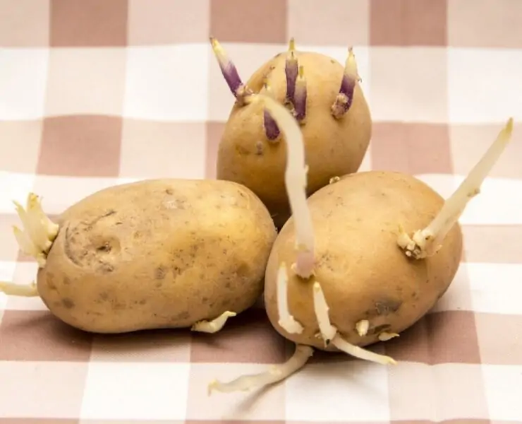 how to get potatoes to sprout