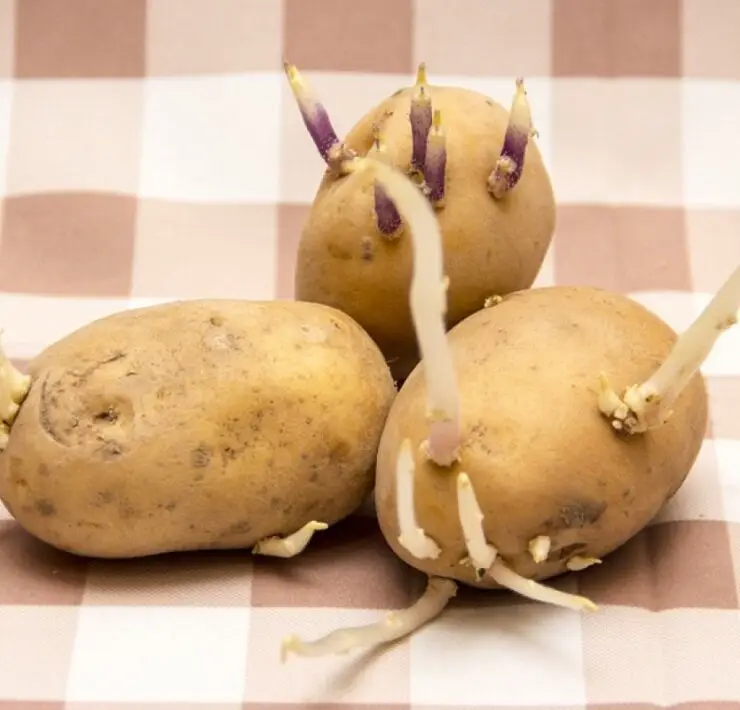 how to get potatoes to sprout