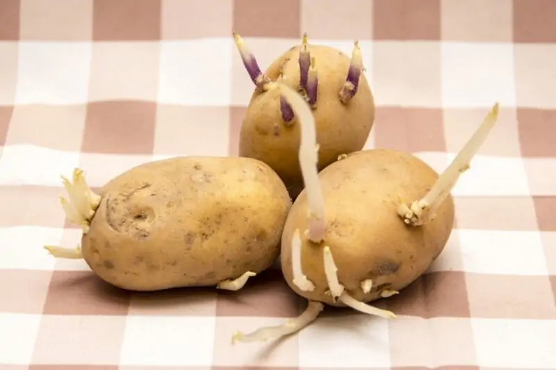 how to get potatoes to sprout