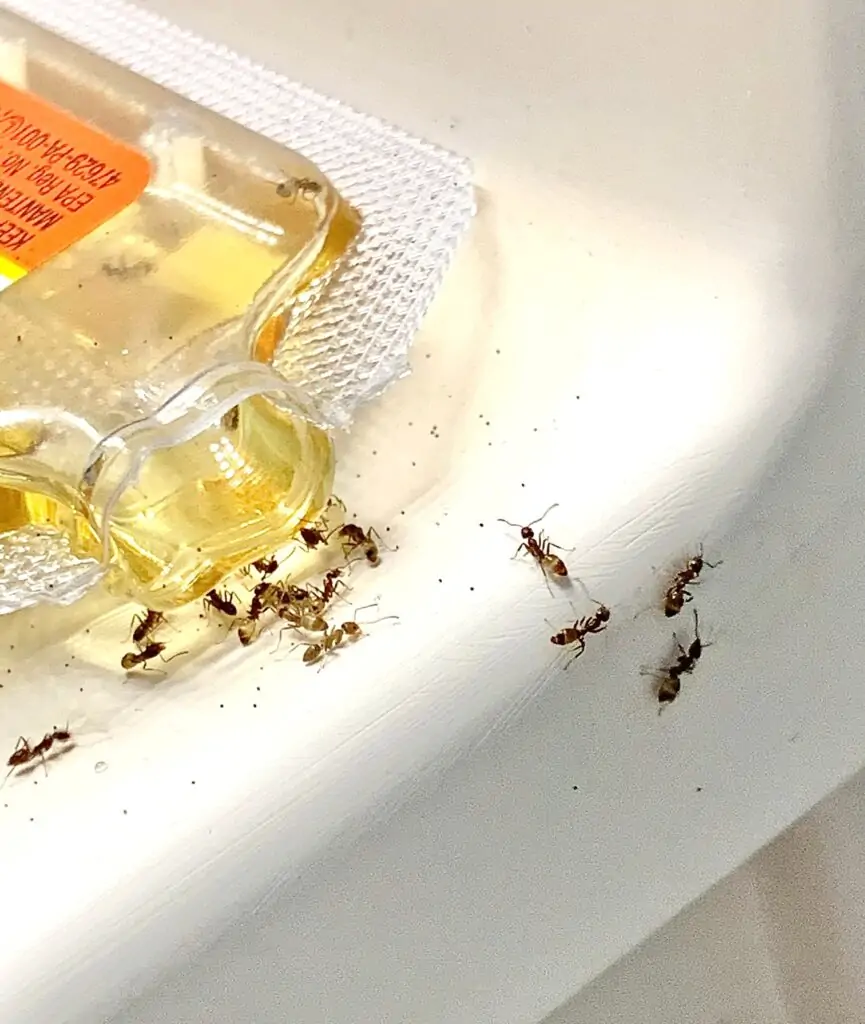Ants manifestation in bathroom
