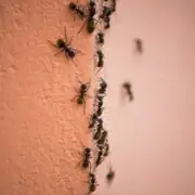 how to get rid of ants in a bathroom