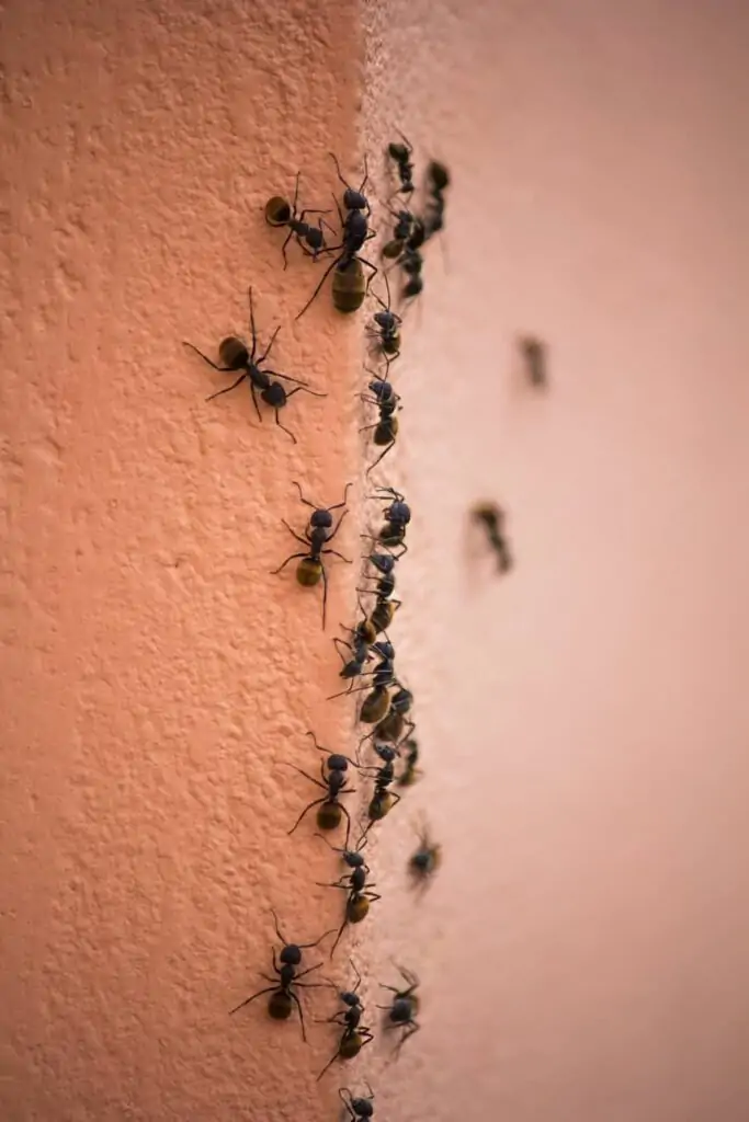 how to get rid of ants in a bathroom