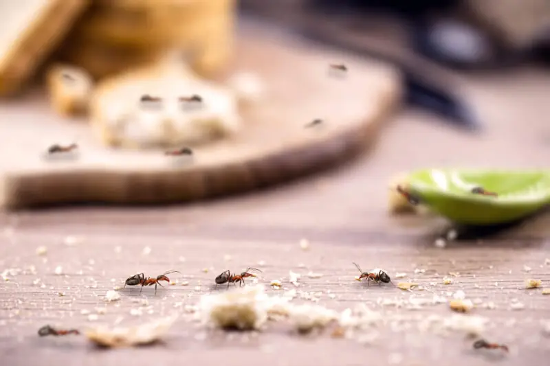 ants and food