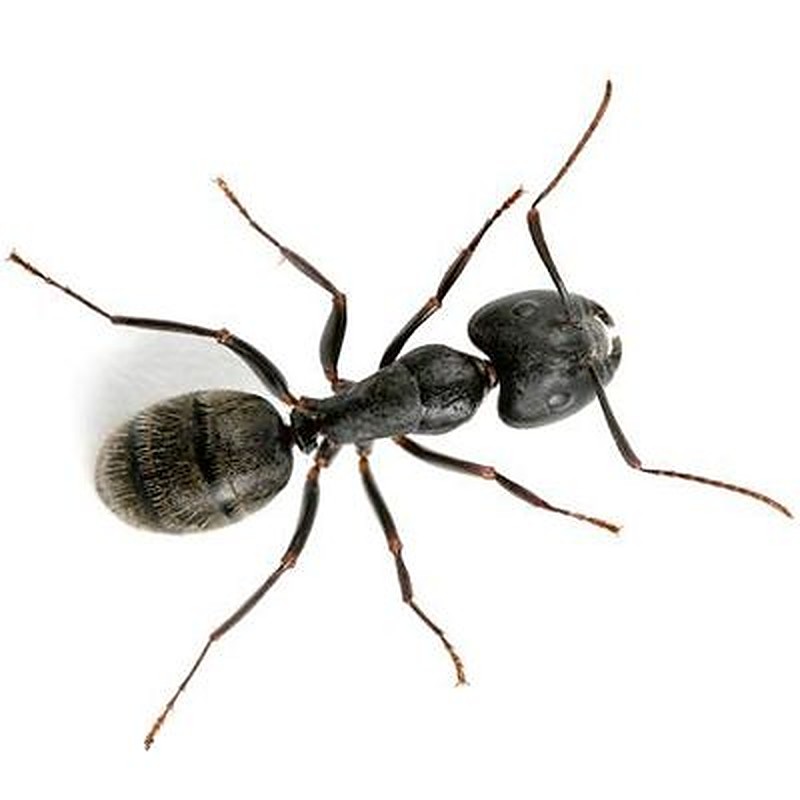 Carpenter ants