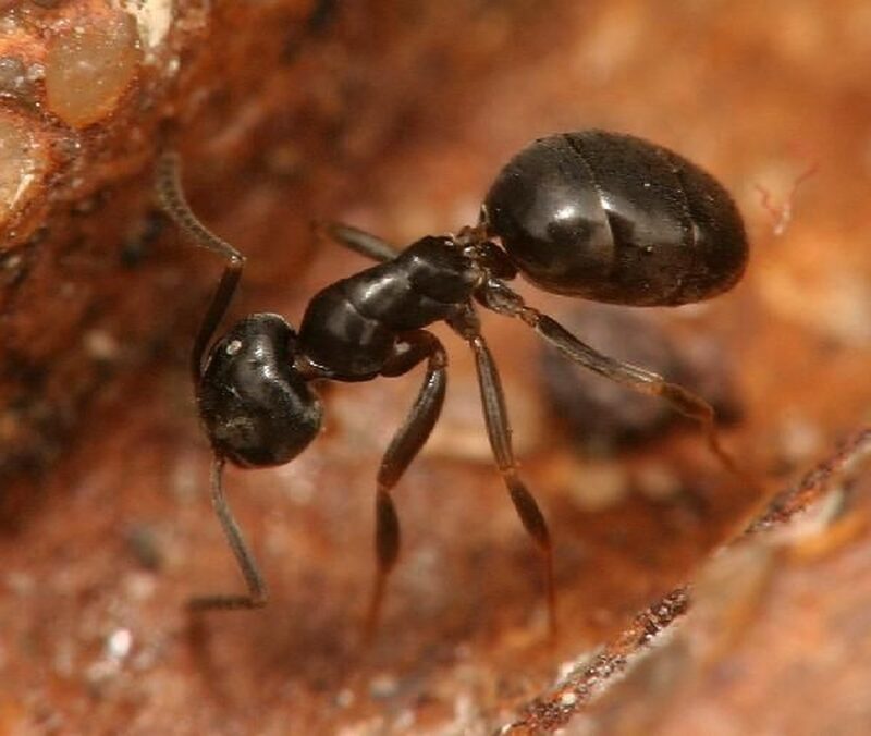 Odorous House Ants