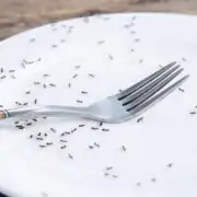 how to get rid of ants in a kitchen