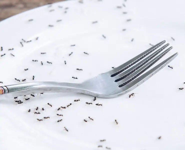 how to get rid of ants in a kitchen