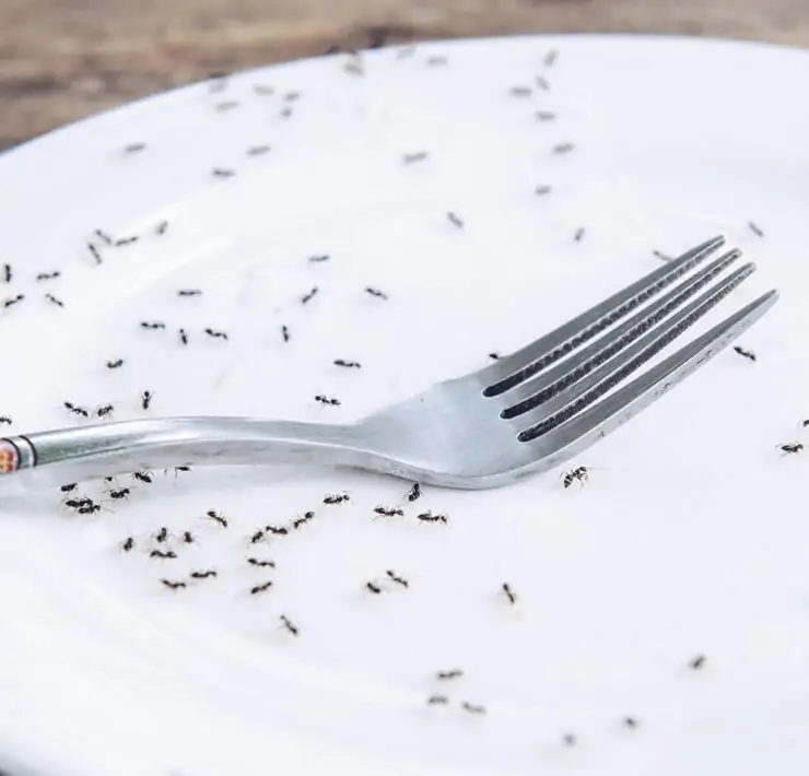 how to get rid of ants in a kitchen