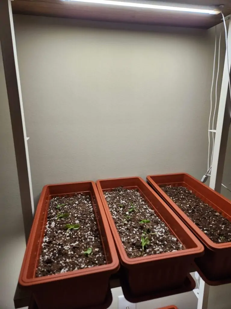 use grow light to plant basil seed indoors