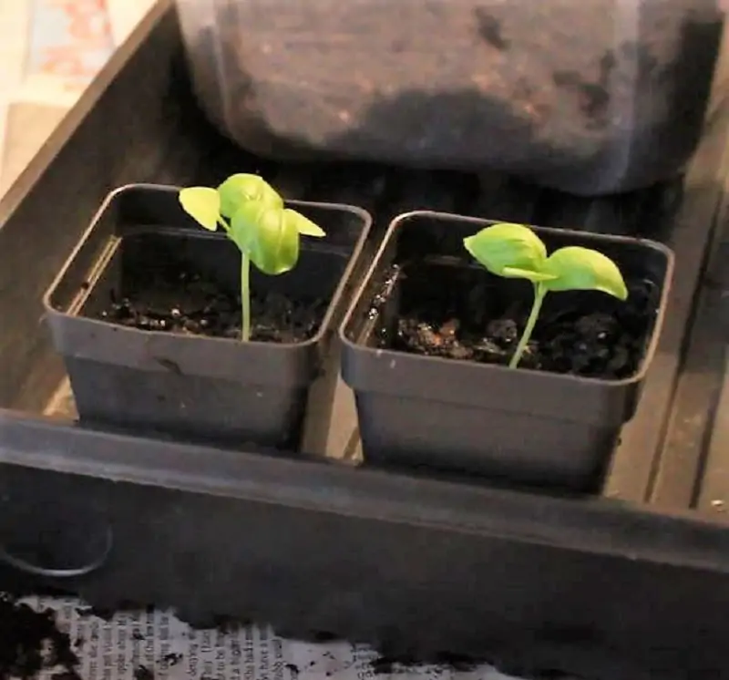 transport basil seed to a larger pot outdoors