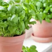 How to grow basil from seed indoors