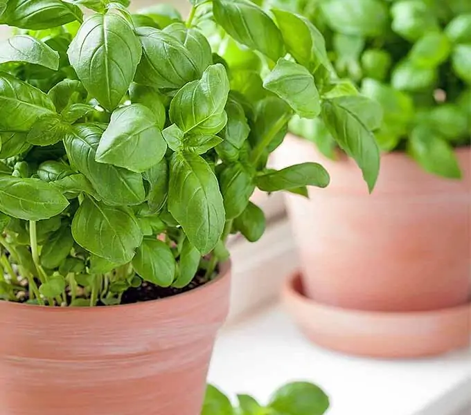 How to grow basil from seed indoors