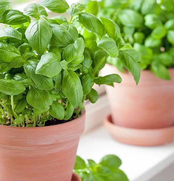 How to grow basil from seed indoors