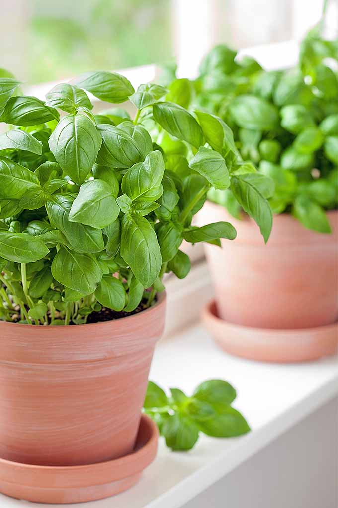 How to Grow Basil from Seed Indoors A Detailed Guide