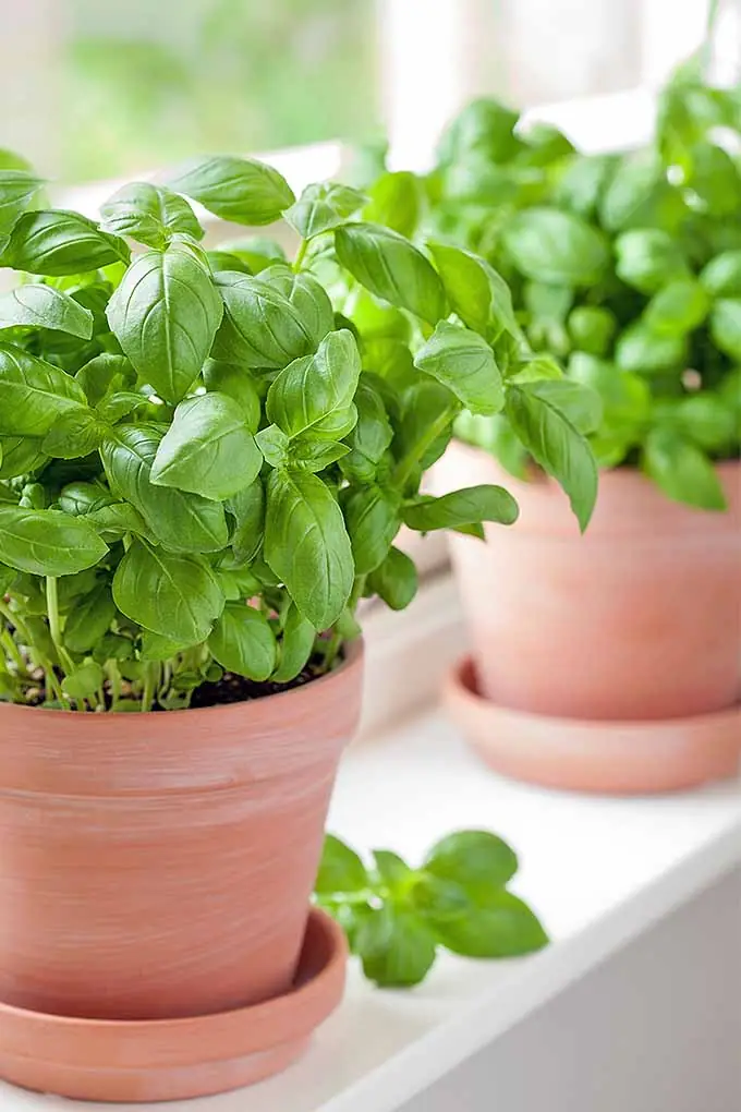 How to grow basil from seed indoors