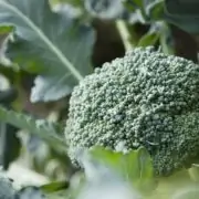 Growing-Broccoli-Plant
