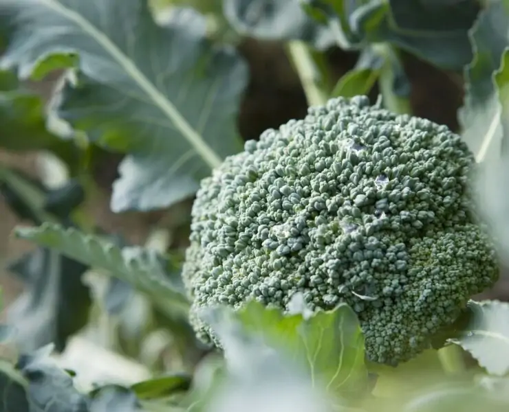 Growing-Broccoli-Plant