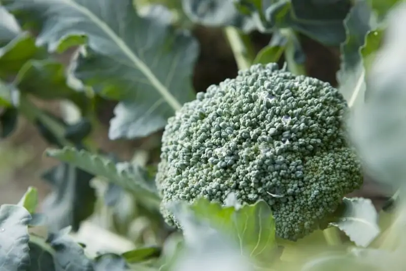 Growing-Broccoli-Plant