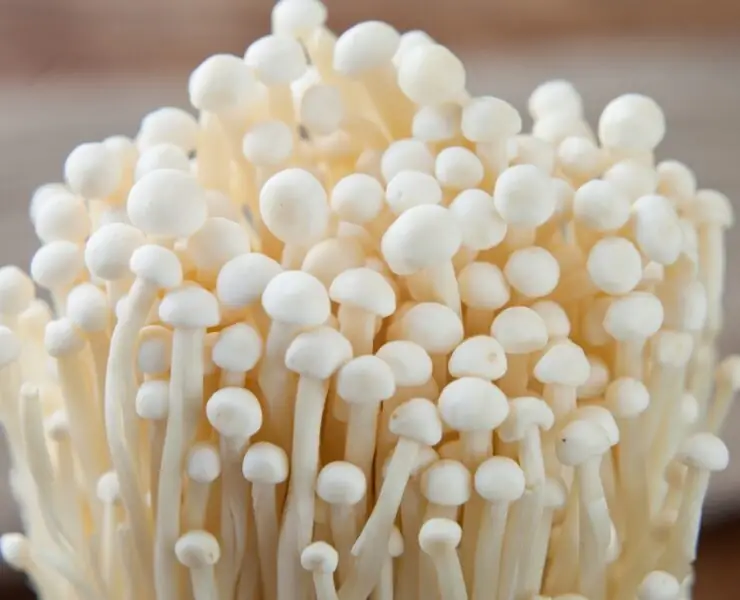 Enoki Mushroom