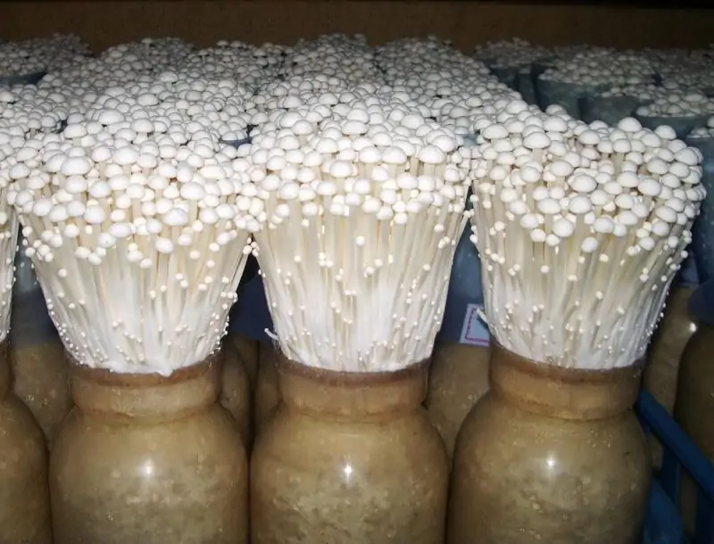 Growing Enoki Mushrooms Indoors