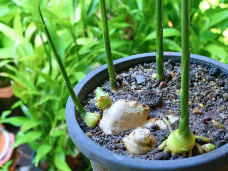 growing ginger in container