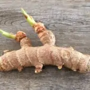 how to grow ginger from root