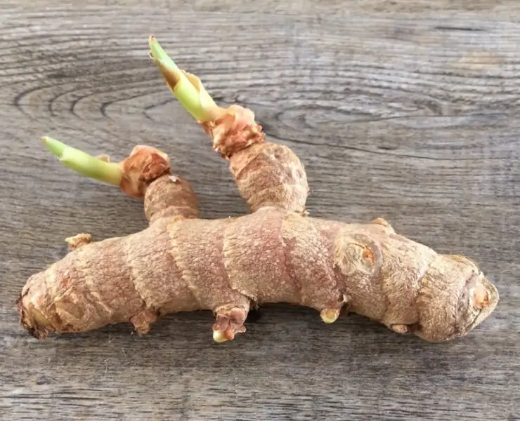 how to grow ginger from root