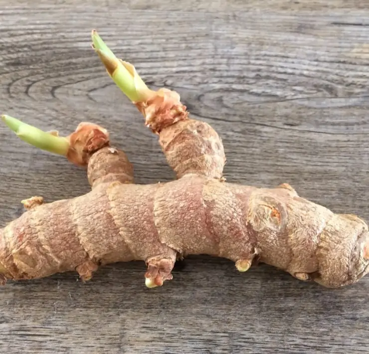 how to grow ginger from root