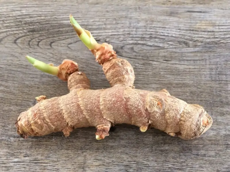 how to grow ginger from root