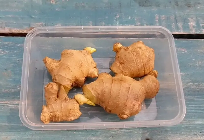 Cutting The Ginger Into Pieces