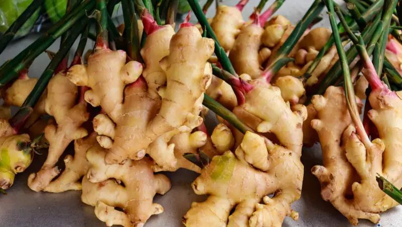 ginger harvest