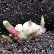 grow ginger in pot