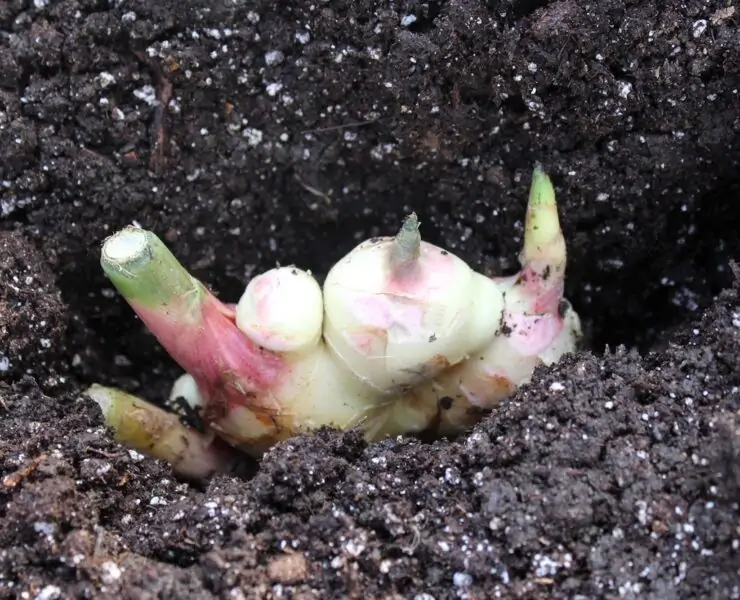 grow ginger in pot