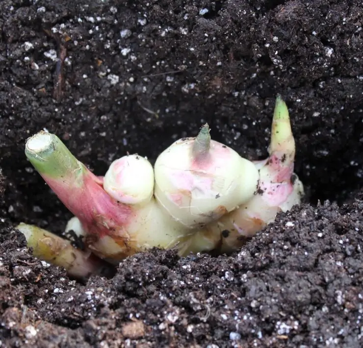 grow ginger in pot