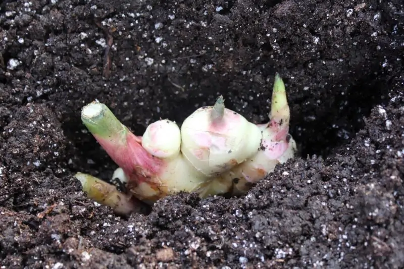 grow ginger in pot