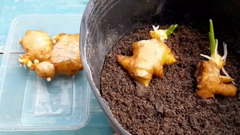 planting ginger in pot