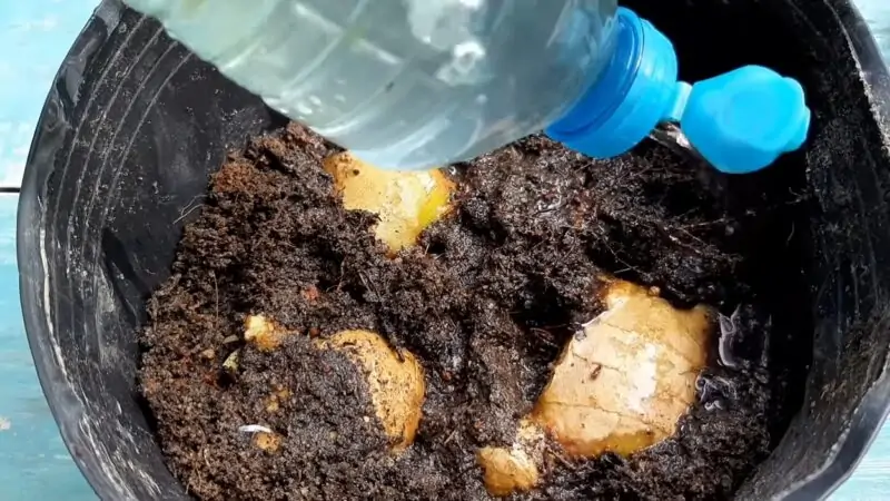 watering ginger in pot