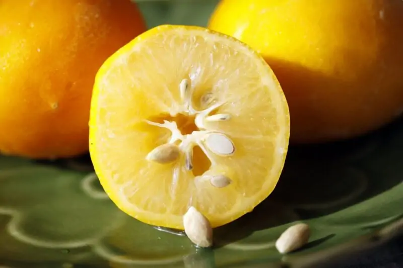 Choosing the Right Lemon Seeds