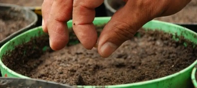 Planting and Germinating the Seeds