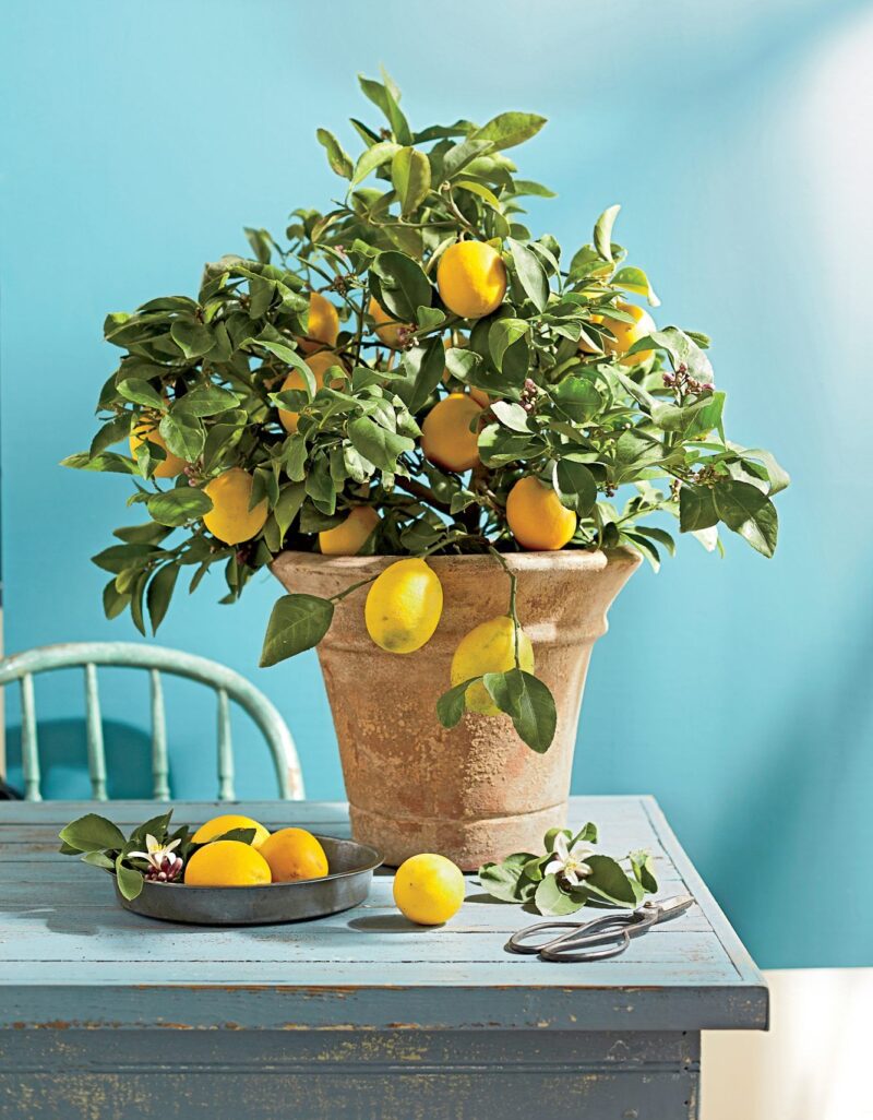 Nurturing Your Lemon Tree as It Grows