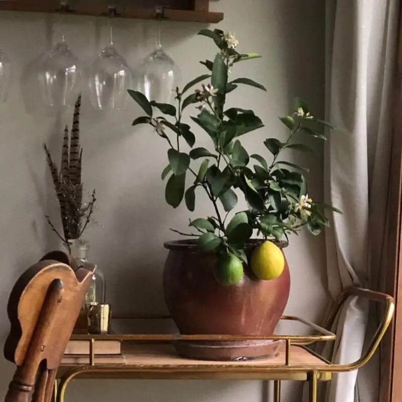 Benefits of Adding a Lemon Tree to Your Indoor Living Space