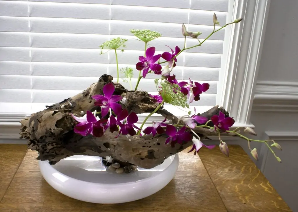 Mounted orchids