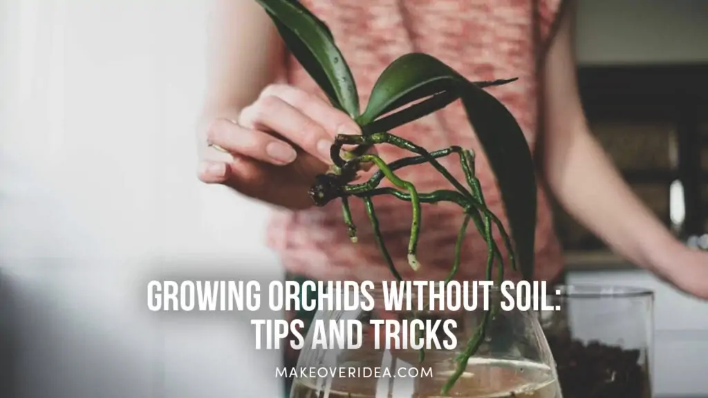 growing orchid without soil