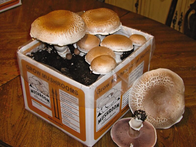 Portabella Mushroom Kit