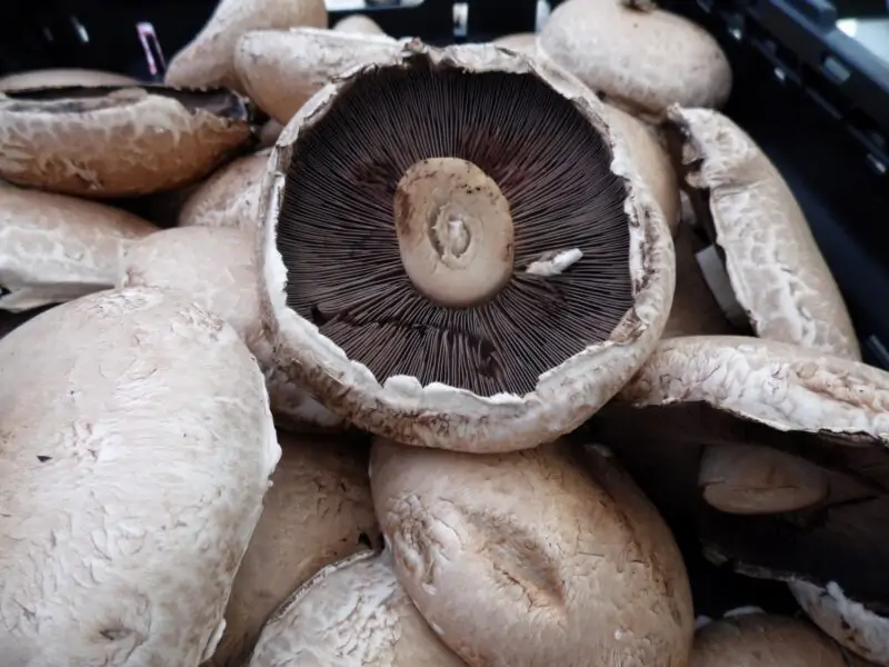 portabello fungi