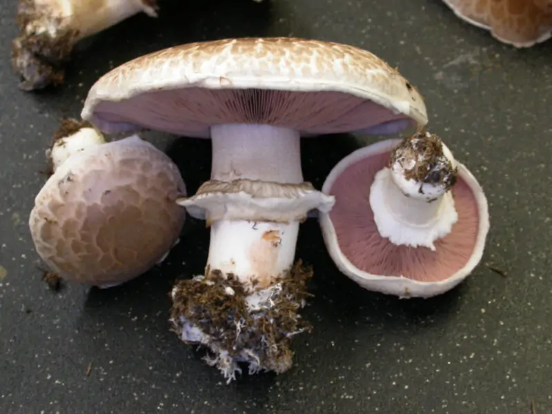 portabello mushroom harvest